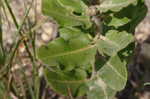 Pineland milkweed